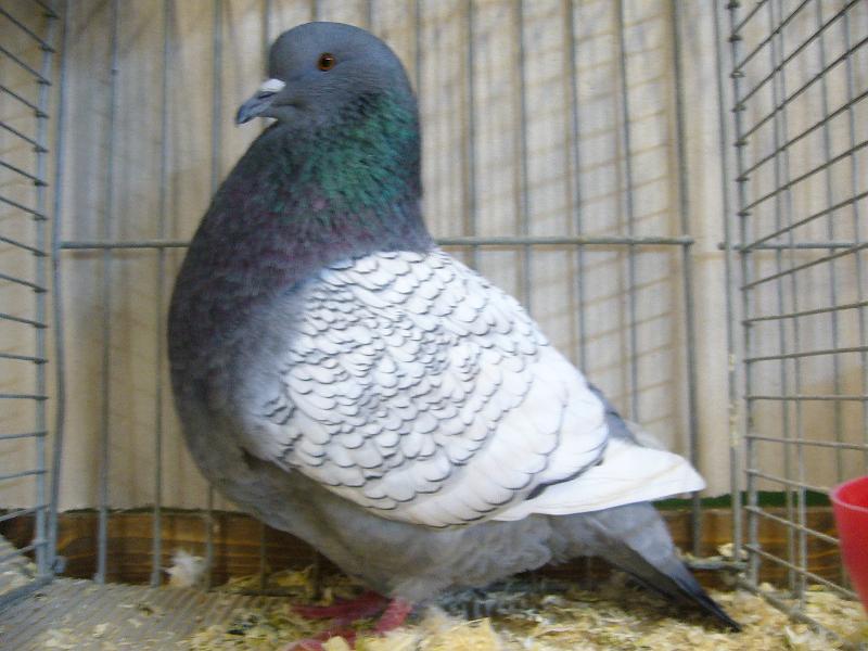 Ortsschau Langenberg 2008 141.jpg - Luchstauben weissschwingig blau-weissgeschuppt von Meinolf Haselkamp Preis HV 96 SE